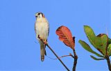 American Kestrel